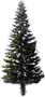 Cook Pine